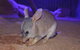 Kuranda Wildlife Experience Three Attraction Pass - thumb 0