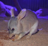 Kuranda Wildlife Experience Three Attraction Pass - Attractions Brisbane