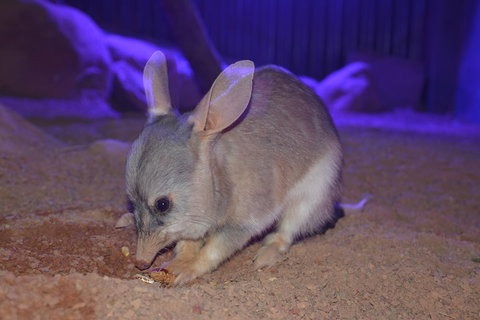 Kuranda Wildlife Experience Three Attraction Pass - Attractions Brisbane 0