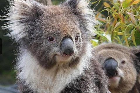 Kuranda Koala Gardens General Entry Ticket - Attractions Brisbane 1