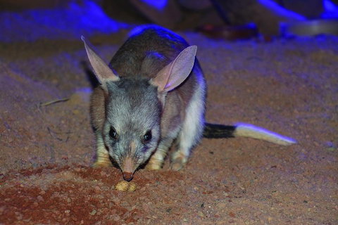 Kuranda Koala Gardens General Entry Ticket - Attractions Brisbane 3