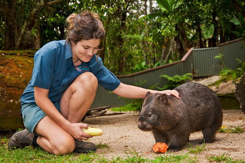 Kuranda Koala Gardens General Entry Ticket - Attractions Brisbane 4