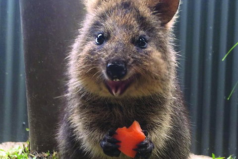 Kuranda Koala Gardens General Entry Ticket - Attractions Brisbane 5