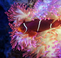 Cairns Aquarium by Twilight with 3-Course Dinner - Attractions Brisbane