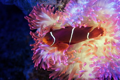 Cairns Aquarium by Twilight with 3-Course Dinner