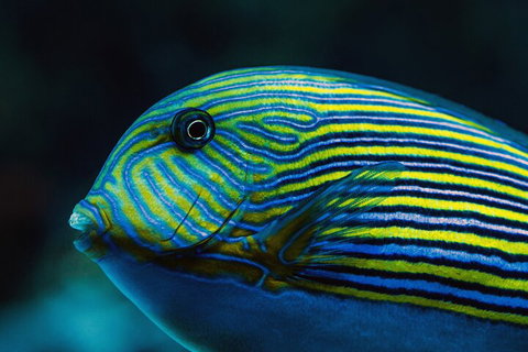 Cairns Aquarium By Twilight With 3-Course Dinner - Attractions Brisbane 5
