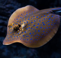 Cairns Aquarium Tour by Twilight with Drink and Appetiser - Attractions Brisbane