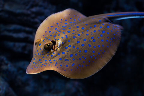 Cairns Aquarium Tour By Twilight With Drink And Appetiser - Attractions Brisbane 0