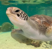 Cairns Aquarium Marine Life Encounter Ticket with 2-Course Lunch - Attractions Brisbane