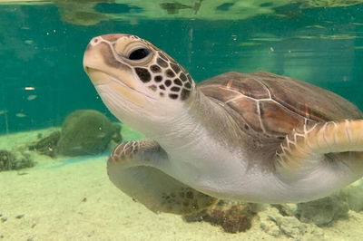 Cairns Aquarium Marine Life Encounter Ticket with 2-Course Lunch