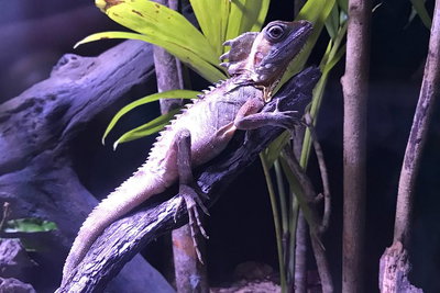 Cairns Aquarium Admission Ticket