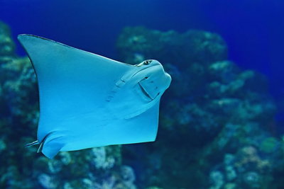 Cairns Aquarium Family Ticket