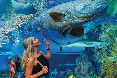 Cairns Aquarium Family Ticket - Attractions Brisbane 3