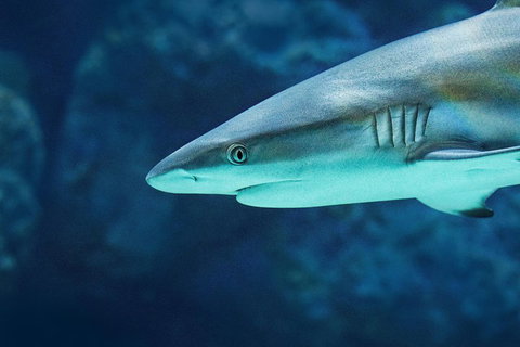 Cairns Aquarium Family Ticket - Attractions Brisbane 5