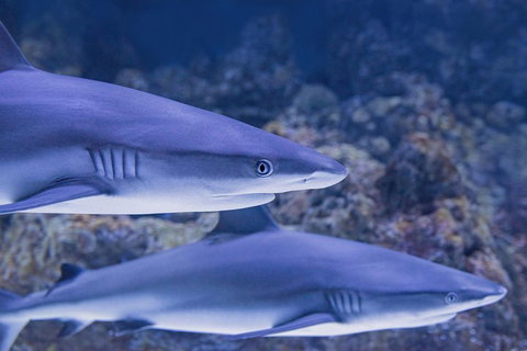 Cairns Aquarium Dive With The Sharks - Attractions Brisbane 1