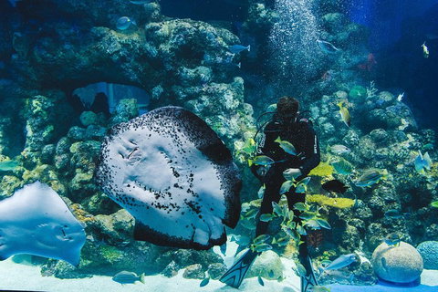Cairns Aquarium Dive With The Sharks - Attractions Brisbane 2