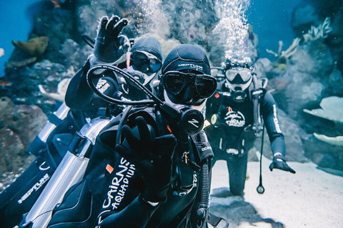 Cairns Aquarium Dive With The Sharks - Attractions Brisbane 3