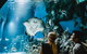 Cairns Aquarium Dive With The Sharks - thumb 4