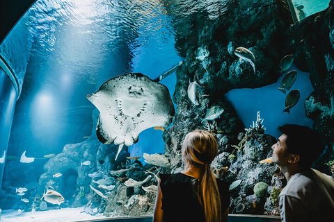 Cairns Aquarium Dive With The Sharks - Attractions Brisbane 4