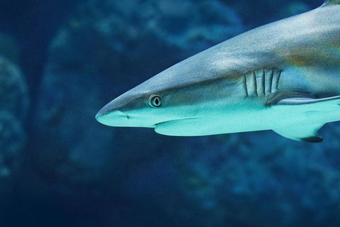 Cairns Aquarium Dive With The Sharks - Attractions Brisbane 5