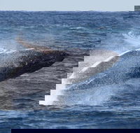 Whale Watching by Sea World Cruises - Attractions Brisbane