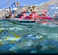 Outer Reef Pontoon Experience from Cairns - Attractions Brisbane