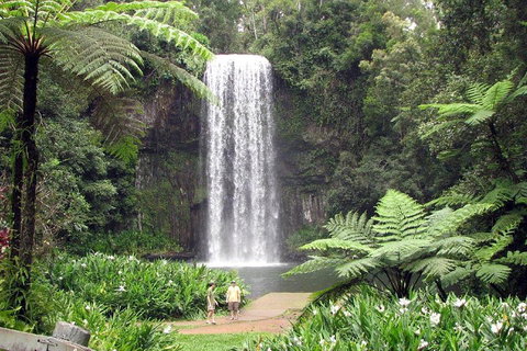 Private Daintree And Cape Tribulation Tour From Port Douglas - Attractions Brisbane 0
