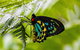 Private Daintree And Cape Tribulation Tour From Port Douglas - thumb 2