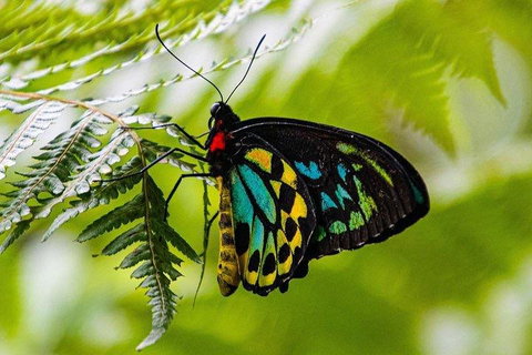Private Daintree And Cape Tribulation Tour From Port Douglas - Attractions Brisbane 2