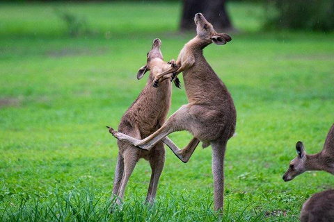 Private Daintree And Cape Tribulation Tour From Port Douglas - Attractions Brisbane 4