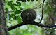 Private Daintree And Cape Tribulation Tour From Port Douglas - thumb 5