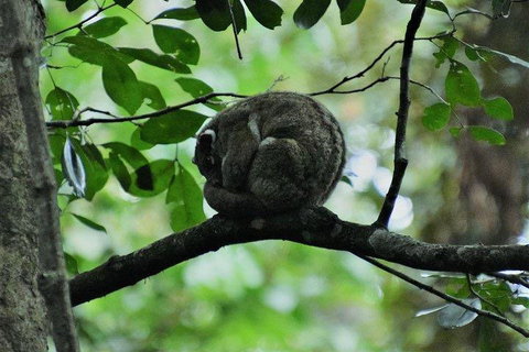 Private Daintree And Cape Tribulation Tour From Port Douglas - Attractions Brisbane 5