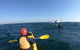 Kayaking With Dolphins In Byron Bay Guided Tour - thumb 3