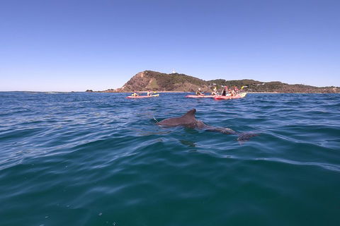 Kayaking With Dolphins In Byron Bay Guided Tour - Attractions Brisbane 5