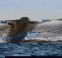 Sydney Whale-Watching Cruise Including Lunch or Breakfast - Attractions Brisbane