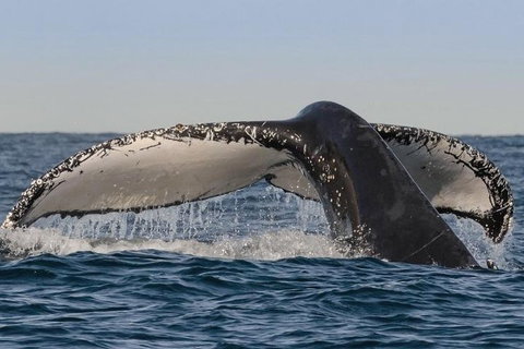 Sydney Whale-Watching Cruise Including Lunch Or Breakfast - Attractions Brisbane 0