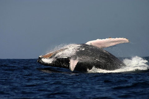 Sydney Whale-Watching Cruise Including Lunch Or Breakfast - Attractions Brisbane 1