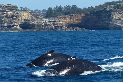 Sydney Whale-Watching Cruise Including Lunch Or Breakfast - Attractions Brisbane 2