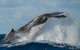 Sydney Whale-Watching Cruise Including Lunch Or Breakfast - thumb 4