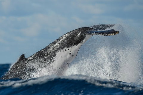 Sydney Whale-Watching Cruise Including Lunch Or Breakfast - Attractions Brisbane 4