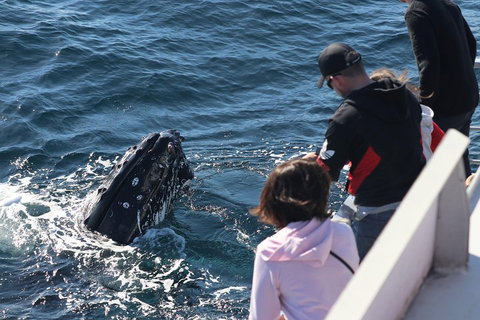 Sydney Whale-Watching Cruise Including Lunch Or Breakfast - Attractions Brisbane 5