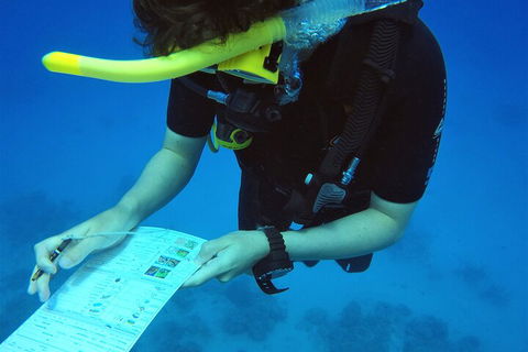 12-Day Great Barrier Reef Marine Conservation Program From Cairns - Attractions Brisbane 2