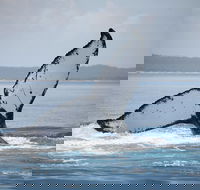 Hervey Bay Whale Watching Cruise - Attractions Brisbane