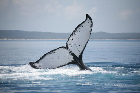 Hervey Bay Whale Watching Cruise - Attractions Brisbane 0