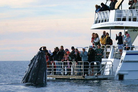 Hervey Bay Whale Watching Cruise - Attractions Brisbane 1