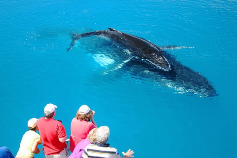 Hervey Bay Whale Watching Cruise - Attractions Brisbane 2