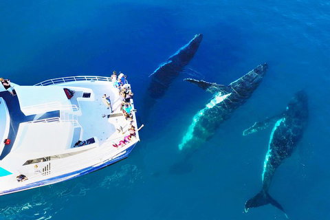 Hervey Bay Whale Watching Cruise - Attractions Brisbane 3
