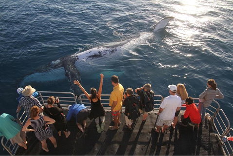 Hervey Bay Whale Watching Cruise - Attractions Brisbane 4