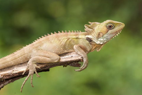 Atherton Tablelands Rain Forest By Night From Cairns - Attractions Brisbane 1