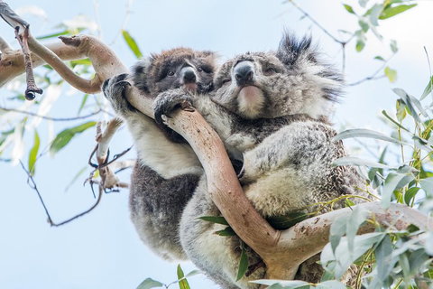 Great Ocean Road And 12 Apostles Day Trip From Melbourne - Attractions Brisbane 1
